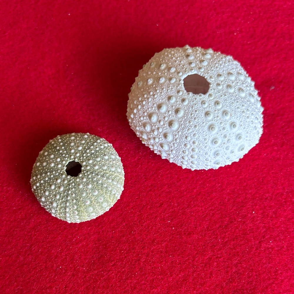 Elegant Sea Urchin Shell Set - White and Cream